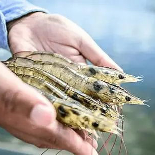 4. Refroidisseur d'eau à film tombant pour le refroidissement des crevettes