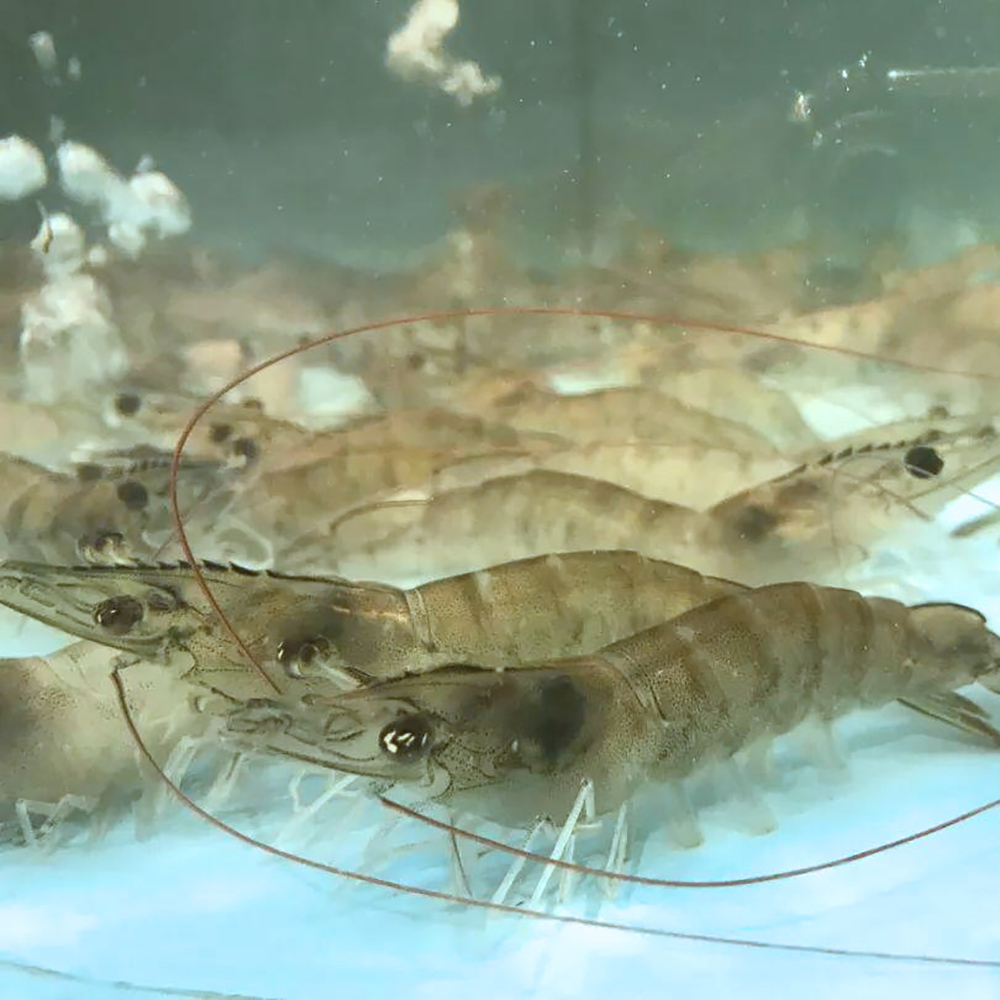 refroidisseur à film tombant pour le refroidissement des crevettes